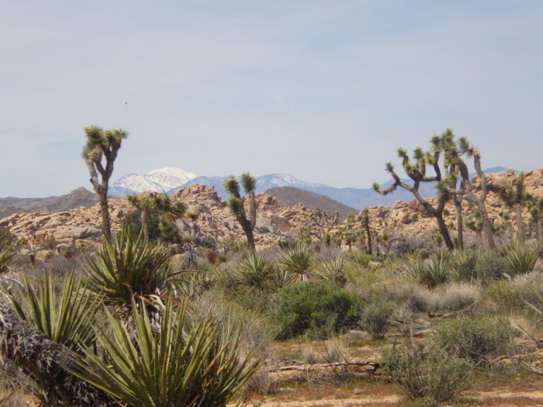 Joshua tree